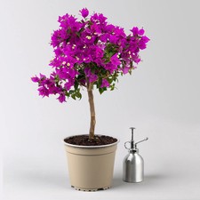 Bougainvillea