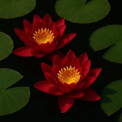 Rote seerose für den - rote,