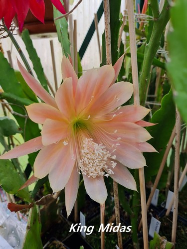 Epiphyllum blattkakteen - epiphyllum,