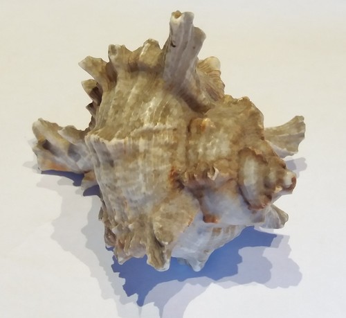 Riesen muschel große schnecke - muschel,