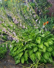 Funkie * Hosta * Herzblattlilie - gut durchwurzelter Wurzelballen