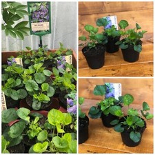 Duftveilchen, Viola Königin