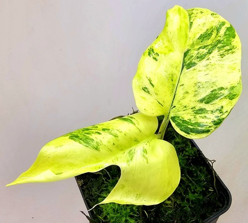 Monstera minima - monstera,