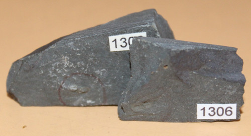 Peronopsis integra - peronopsis,