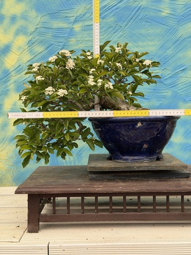 Joe bonsai glanzmispel - glanzmispel, "