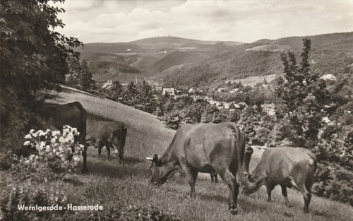 Wernigerode hasserode - wernigerode,