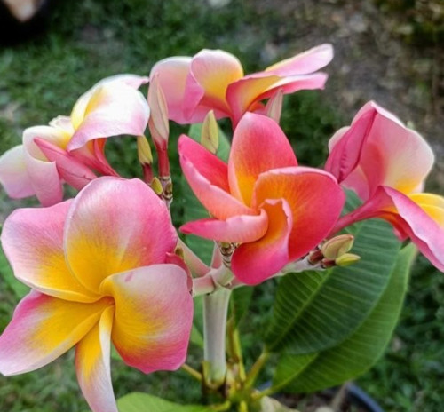 Frangipani plumeria rubra - frangipani,