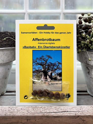 Affenbrotbaum samen baobab - affenbrotbaum,