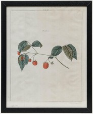 After Johann Hermann Knoop (1700-1769) - Gravur Aus Dem 19. Jahrhundert, Rasp...