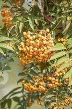 Sorbus aucuparia 'Autumn