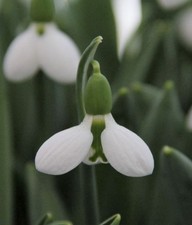 Galanthus elwesii 'Beluga" ausgewachsene Zwiebel bis zu drei Blüten verwildert