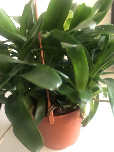 Neoregelia fireball - fireball,