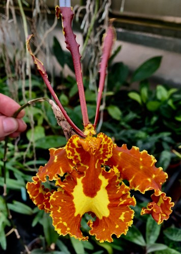 Psychopsis hybride - psychopsis,