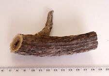 Geweihreste zum Basteln