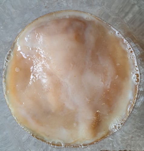 Kombucha scoby 50g hefepilz - /,