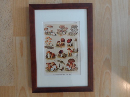 Orig.(1901,Martin)