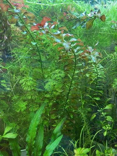 Aquariumpflanzen mix - aquariumpflanzen, 40