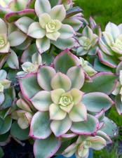 Aeonium Kiwi Variegated 2-3”