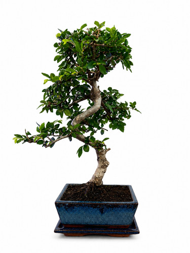 Bonsai zelkova parvifolia - bonsai, 8