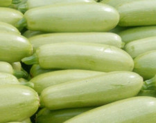 Zucchini weiße von - "weiße, odessa"