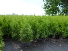 Thuja occidentalis 'Brabant'