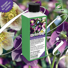 Christrose-Dünger – Helleborus niger – NPK-Flüssigdünger 250 ml