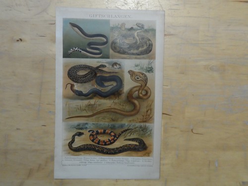 Orig chromolithographie - orig.(1893),