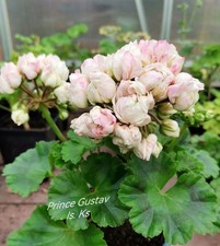 Pelargonie Prince Gustav