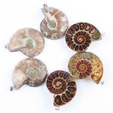 1pc Meer Nautilus Ammonit