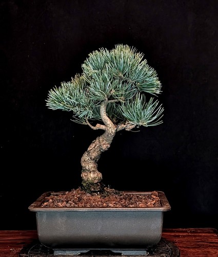 Bonsai mädchenkiefer pinus - bonsai,