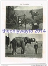 Hartnäckiges Maultier &