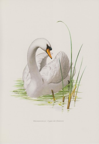 Höckerschwan cygnus olor - cygnus,