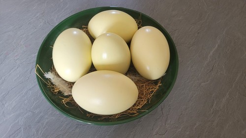 Nandu eier ostereier - nandu-eier, /