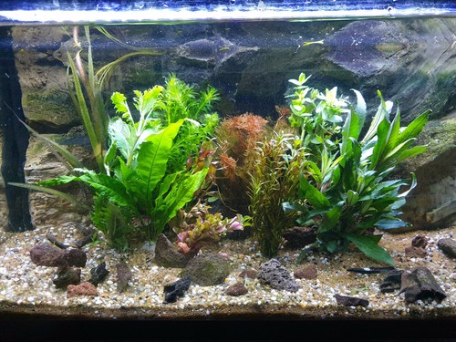 Aquarium pflanzen set 150l 14 - pflanzen, 150l(