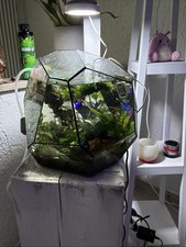 Nano aquarium seltene form - aquarium,