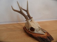 Reh Geweih Rehgeweih Rehbock