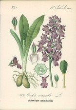 Chromolithographie : Männliches Knabenkraut. Orchis mascula L. Orchidaceae. Hall