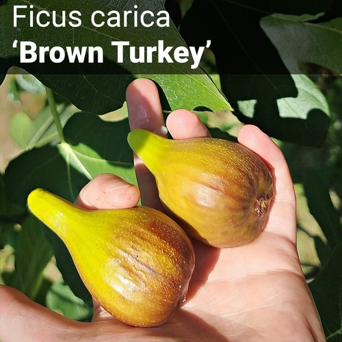 Feige brown turkey - feige, turkey’-