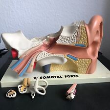 Anatomisches Modell Ohr