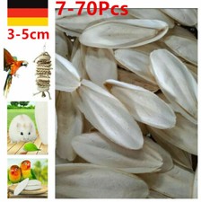 10-70 Stks Tintenfisch-Knochen