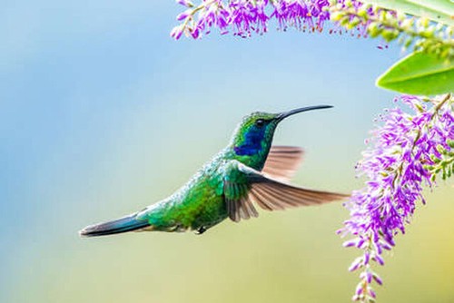 Wandbild blauer kolibri - wandbild:,