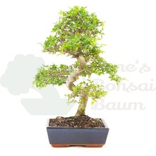 BONSAI Chinesische Ulme 'Zelkova parvifolia' Pflegeleicht & Anfängergeeignet