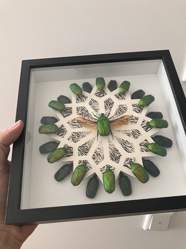 Insektenpräparat sammlung - insektenpräparat, im