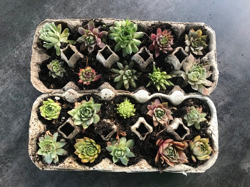 Sempervivum hauswurz stück - hauswurz, 20
