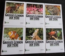 Sehr gut erhaltenes Großes