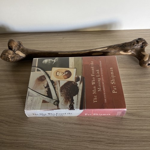 Homo erectus femur - , (trinil