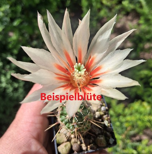 Echinocereus papillosus