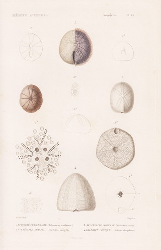 Echinoneus seeigel sea urchin - sea,