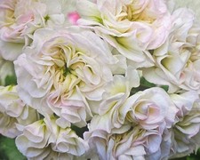 Pelargonie YUV Babylon -