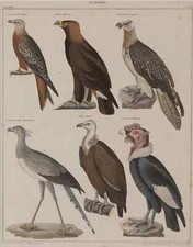 Vögel - Raubvögel -